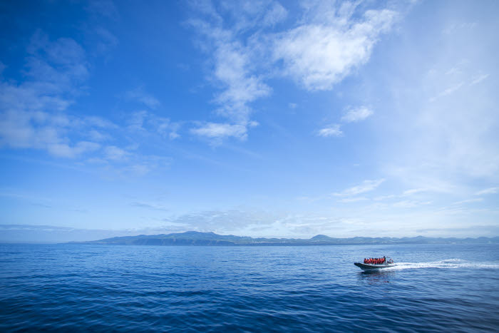 Whale Watching Azoren