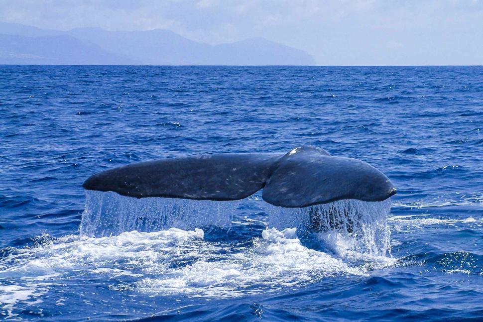 Whale Watching Azoren